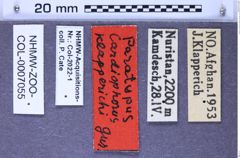 Etiketten zu Cardiophorus klapperichi (Gurjeva, 1974) (NHMW-ZOO-COL-0007055)